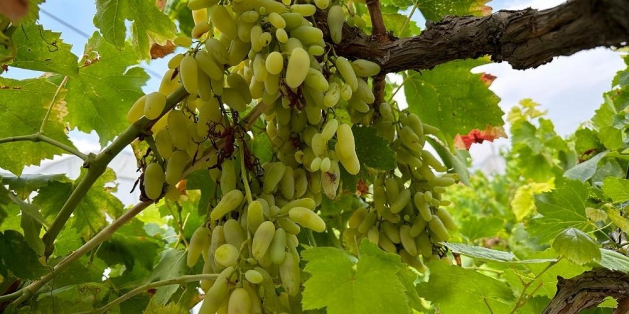 Yüksek sıcaklık sebebiyle üzümler yanınca verim düştü