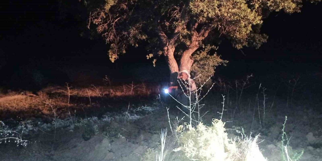 Elazığ’da domuzlar tarlalara dadandı, köylüler nöbet tutmaya başladı