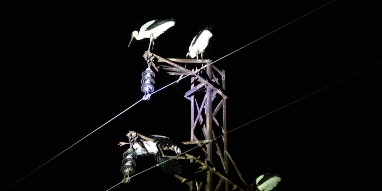 Göç yolunda mola veren onlarca leylek telef oldu