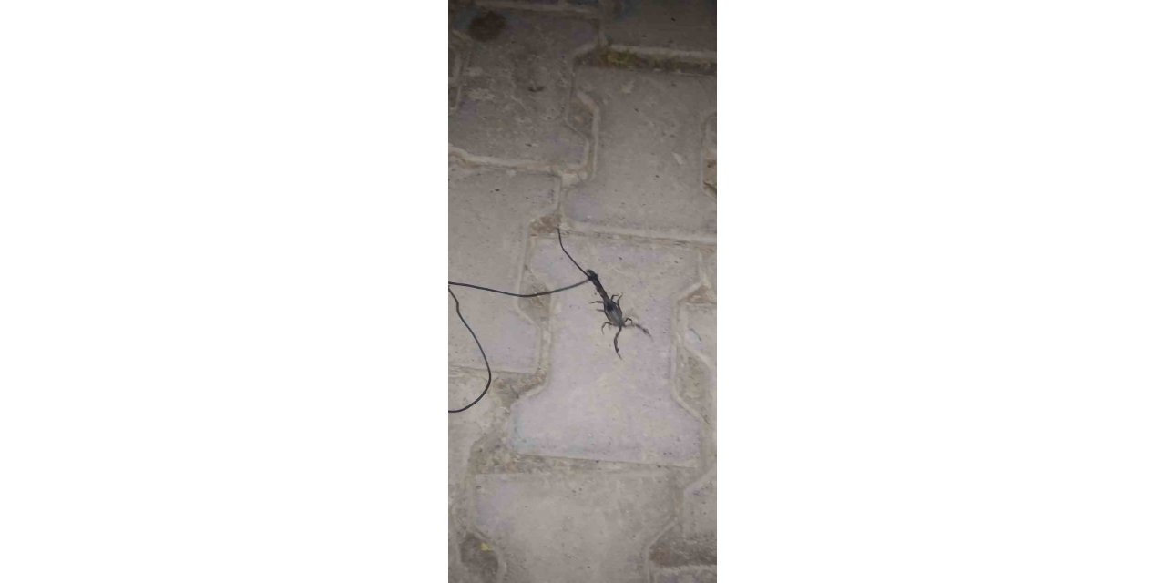 Kuyruğuna ip taktığı akrebi müzik eşliğinde gezdirdi