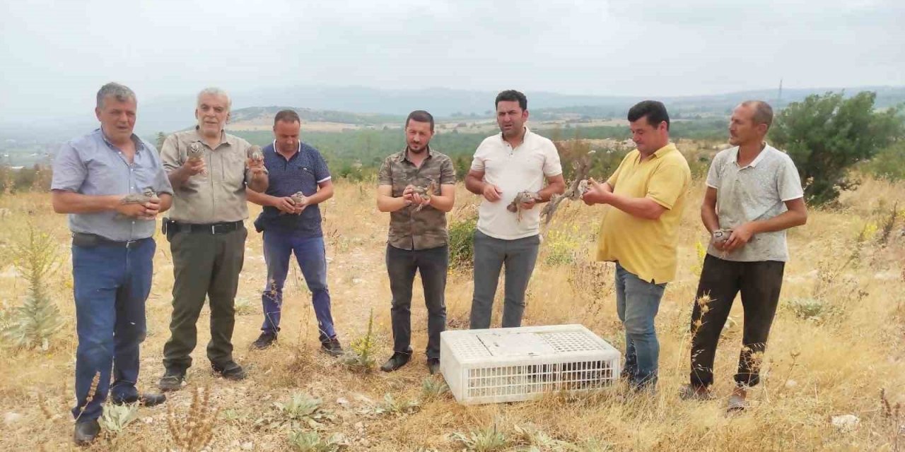 Avı yasaklanan keklikler doğaya salındı