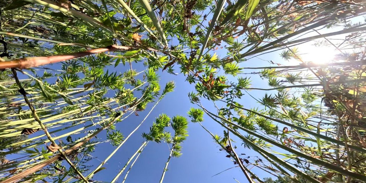 Kenevirde sözleşmeli üretime geçildi, ekim alanı 10 katına çıktı