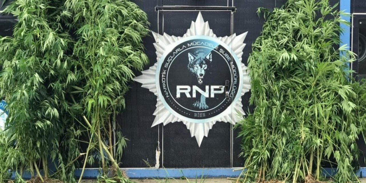 Rize’de 74 kök Hint keneviri ele geçirildi