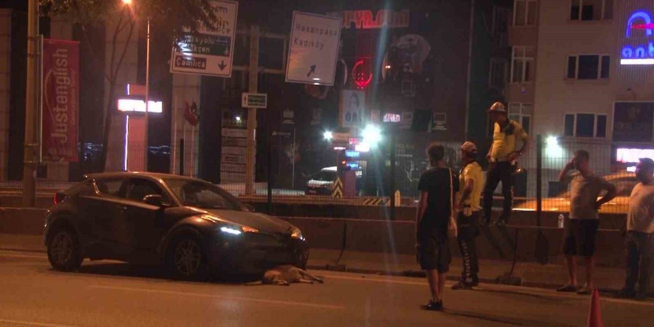 Yolun karşısına geçmeye çalışan köpeğe otomobil çarptı