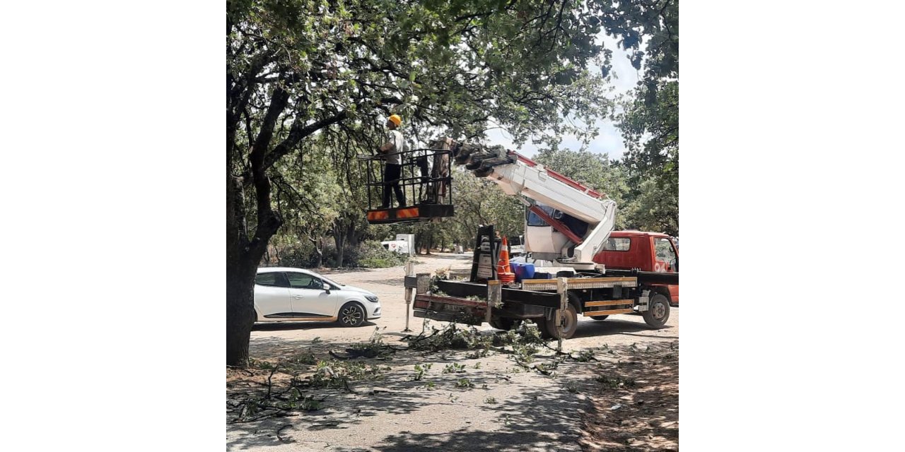 Ören’de anıt ağaçlar realite ediliyor.