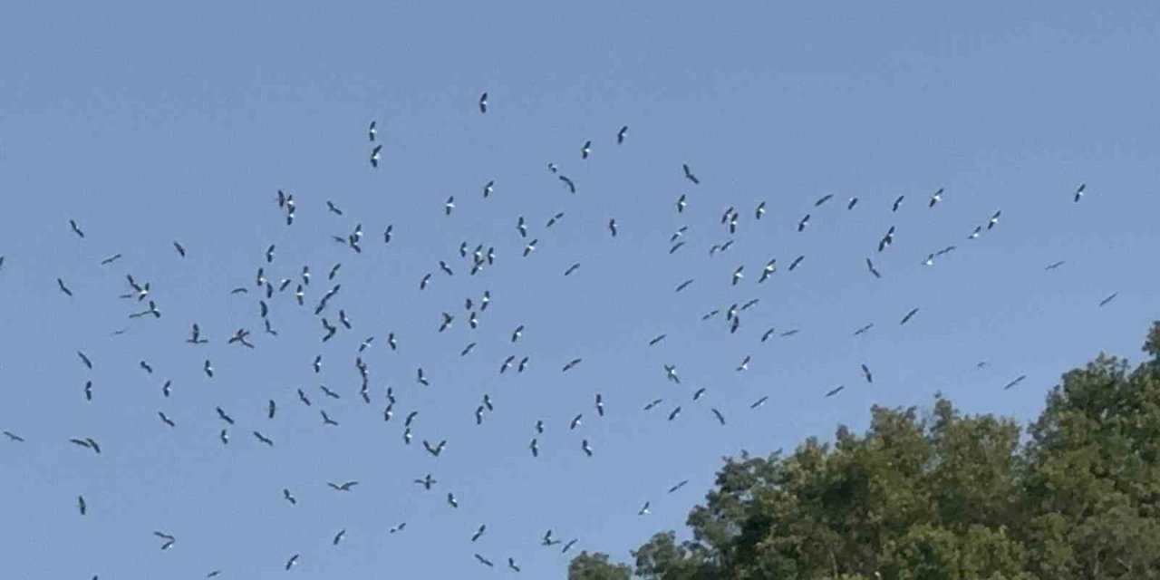 Göç eden leyleklerin eşsiz dansı görenleri heyecanlandırdı
