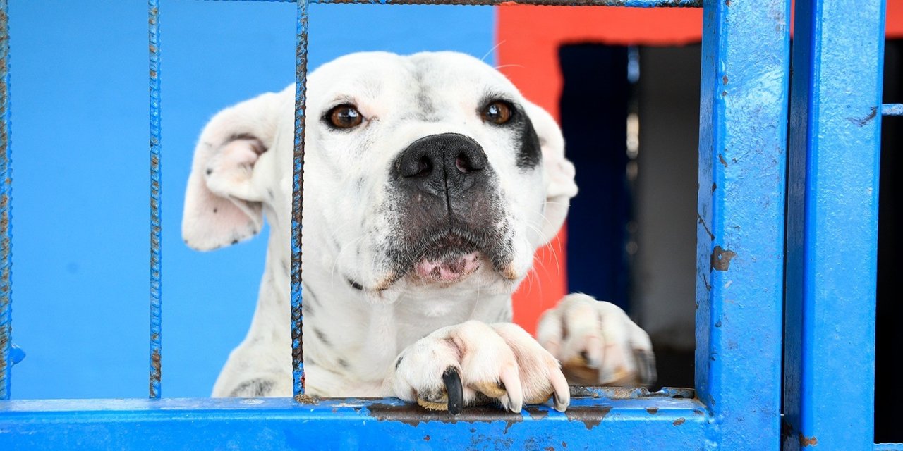 Kuşadası Belediyesi, evcil hayvan merkezini yeniliyor