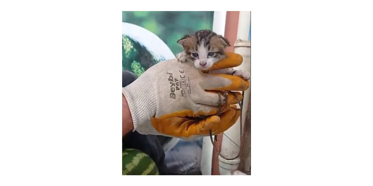 Yağmur borusuna sıkışan yavru kediyi market çalışanları kurtardı