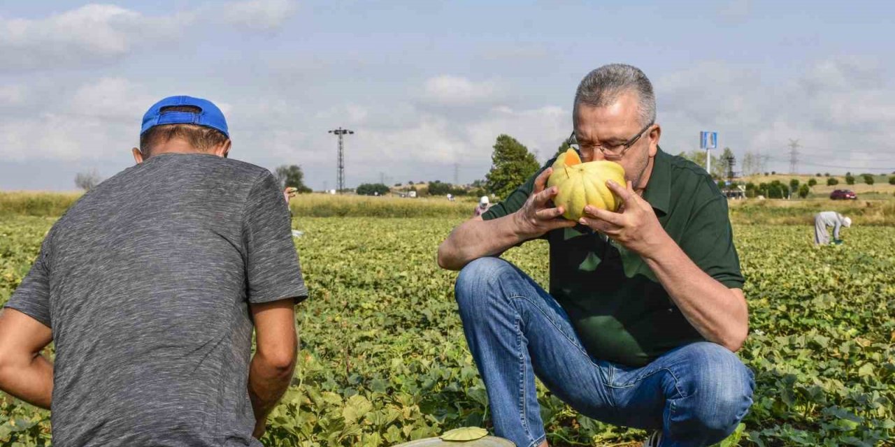 Karacabeyli çiftçiler kavun hasadından memnun