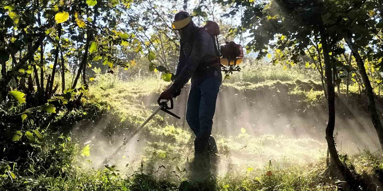Fındıkta çileli hasat
