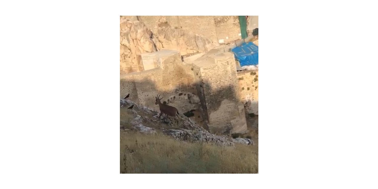 Dağ keçileri Harput’u mesken tuttu