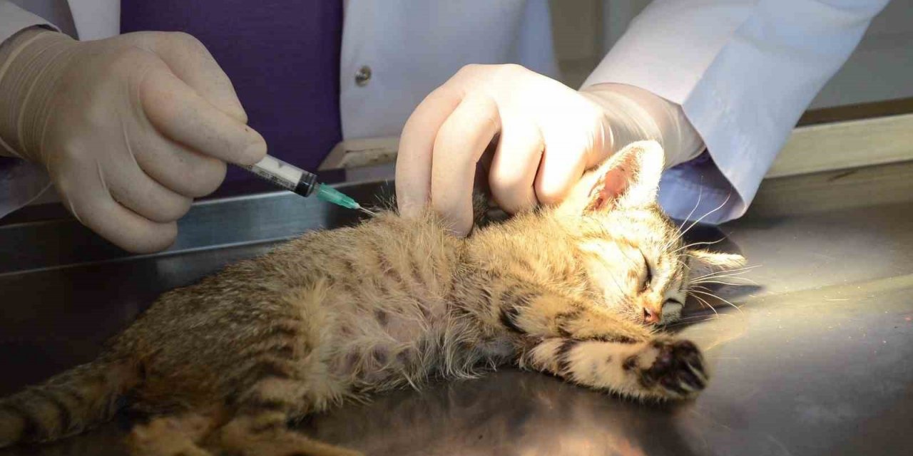 Hasta yavru kedilerin imdadına Bozüyük Belediyesi yetişiyor