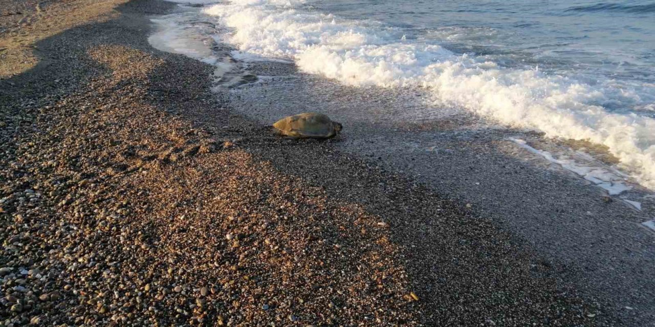 Caretta caretta yuvası üzerinde yapılan mangal cezasız kalmadı