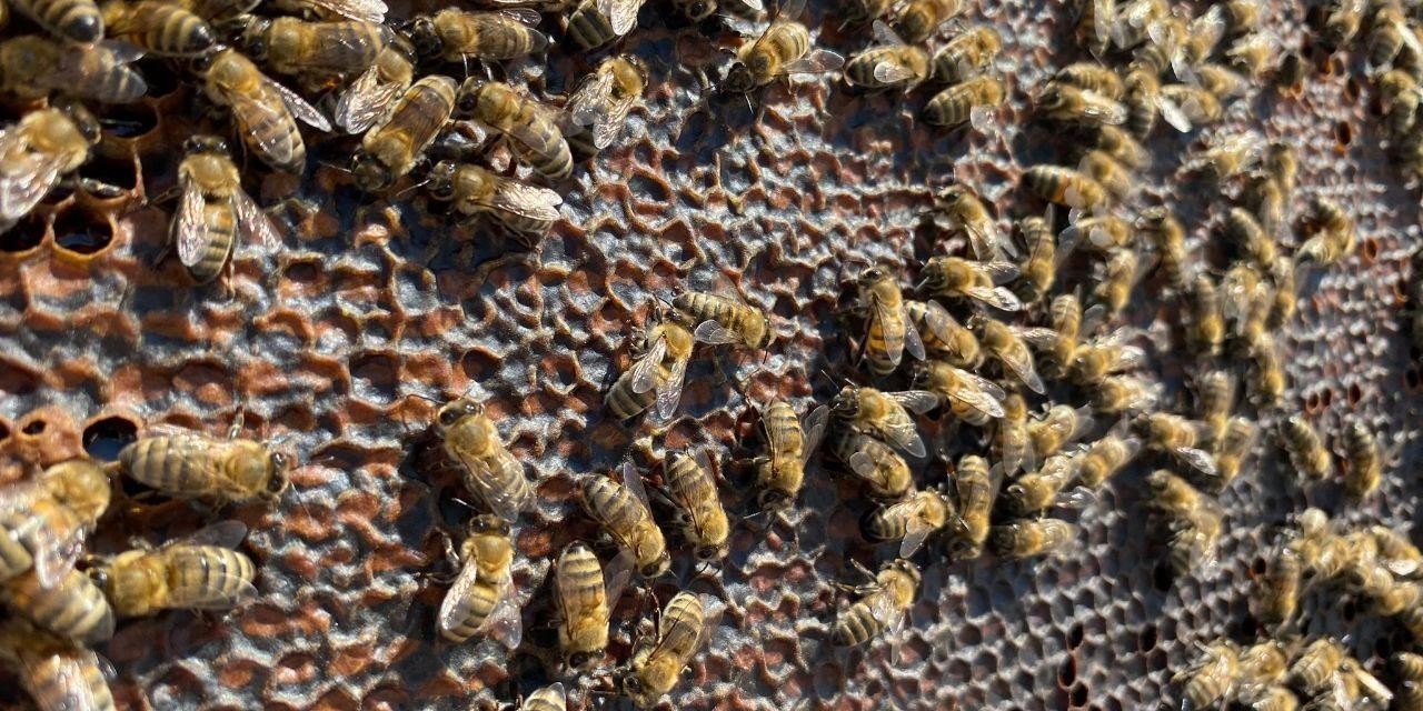 Bandırma’da bal hasadı başladı