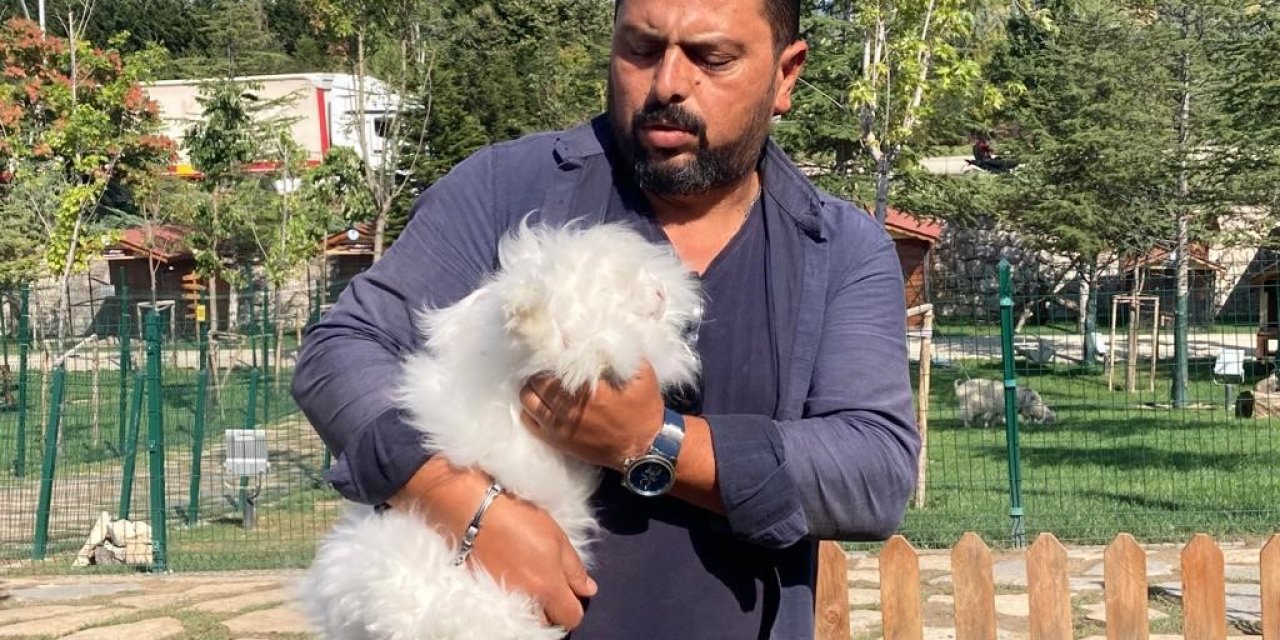 Ankara tavşanından Türkiye’de sadece 25 tane kaldı