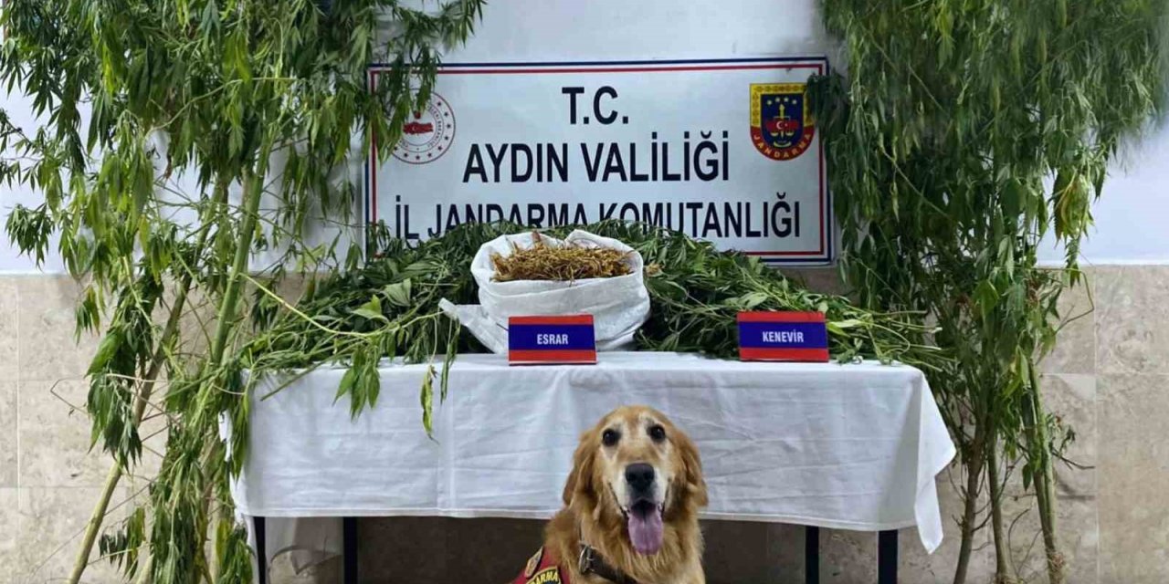 Nazilli’de uyuşturucu operasyonu: 1 yakalama