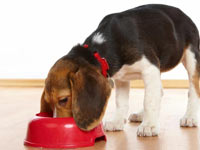 Köpek mamasıyla 3 kilo verdi!