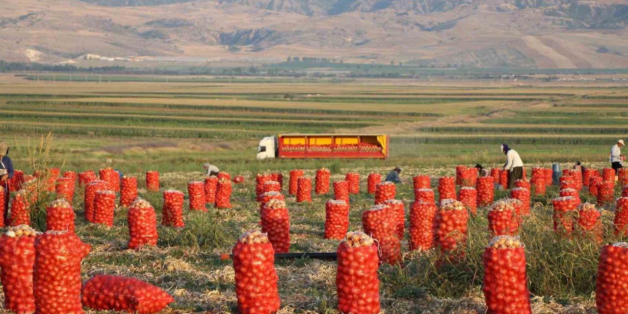 Amasya’da soğan tarlada 4 lira