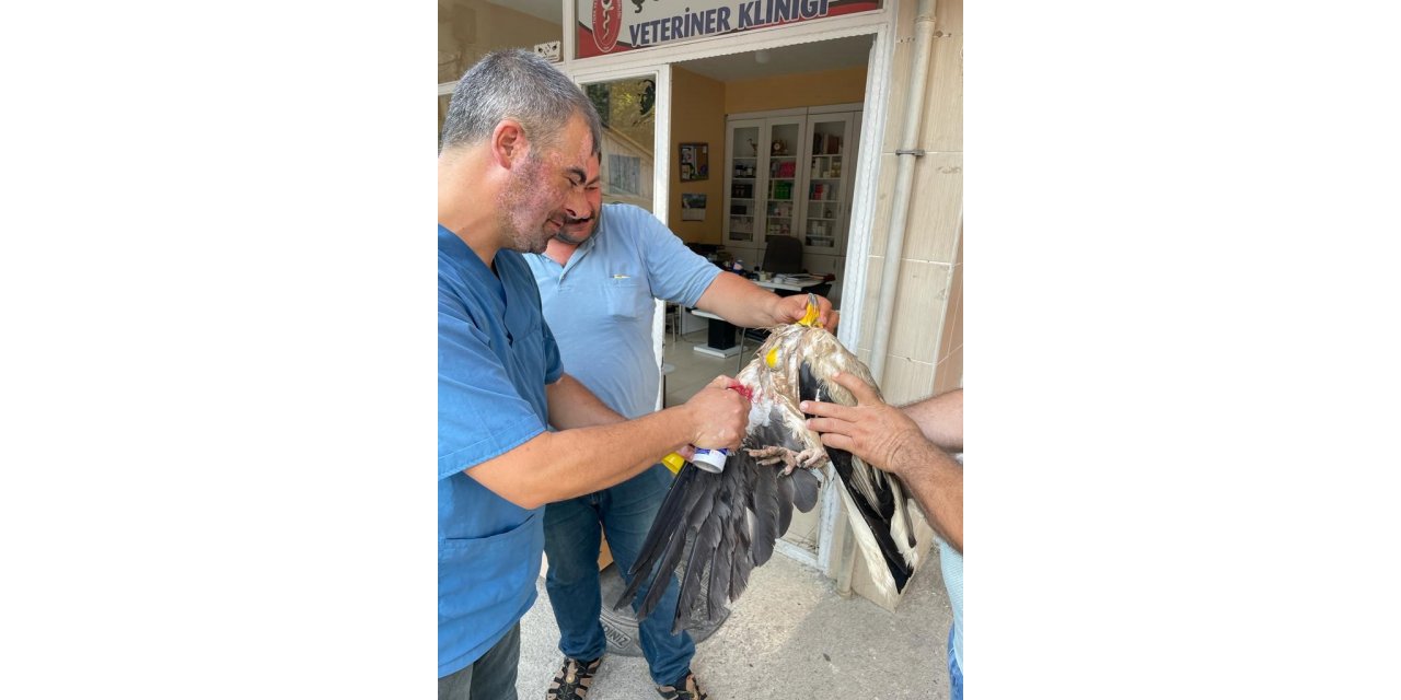 Yaralı akbaba tedavisinin ardından doğaya bırakıldı