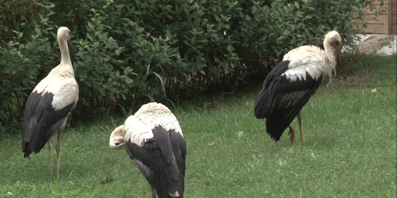 Düşkün Leylekler Evi’nde hummalı çalışma