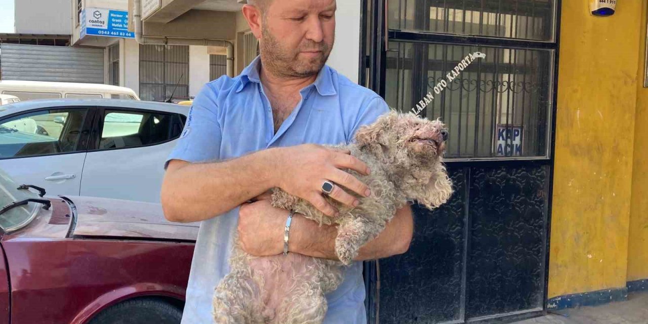 Ankara’da pitbull dehşeti: Evcil hayvanın çenesini kopardı