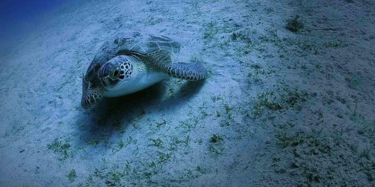 Bakan Özhaseki: “Caretta carettaların yuva sayısı 2 bin 551’e ulaştı”