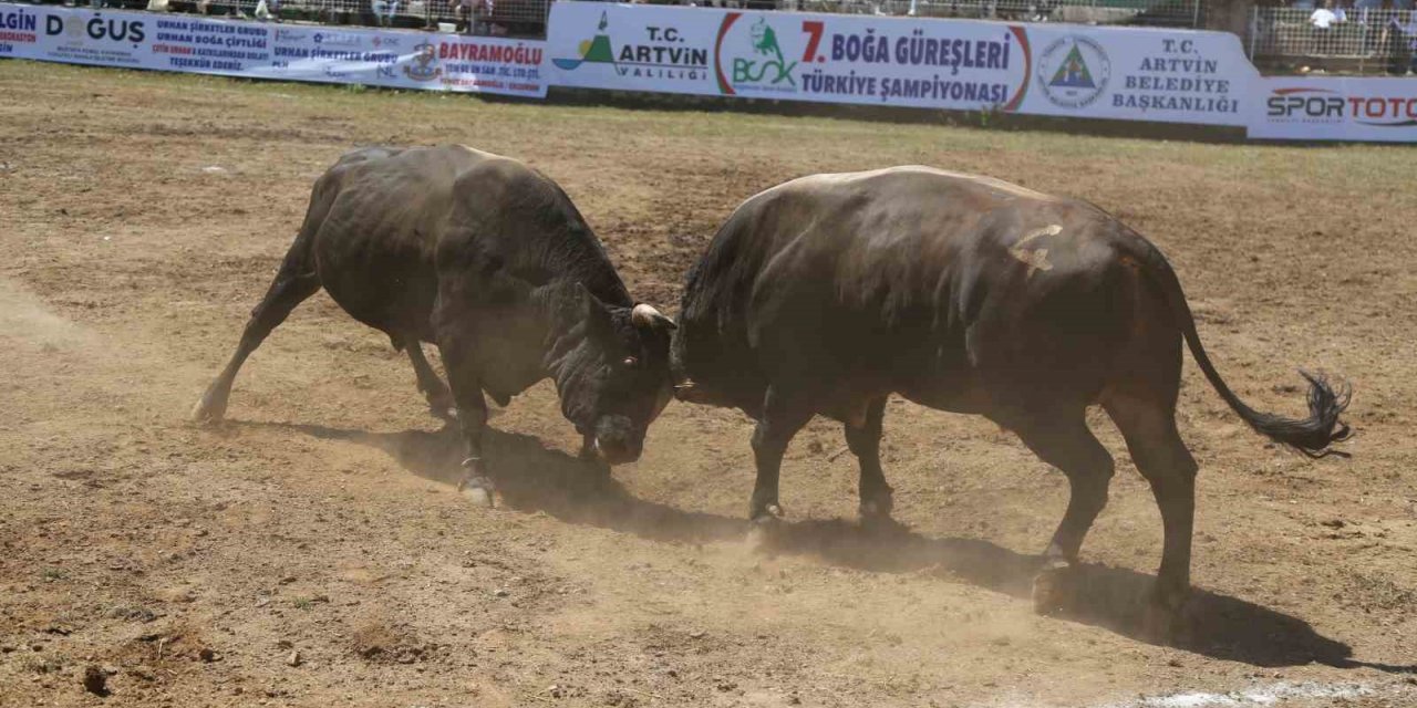 Artvin’de boğalar bu kez Türkiye şampiyonluğu için kapıştı