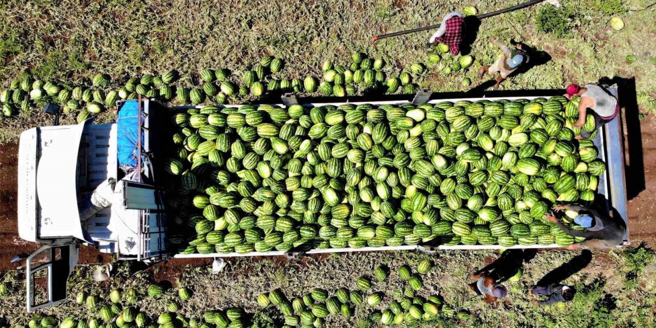 Erzincan’da hasat dönemi
