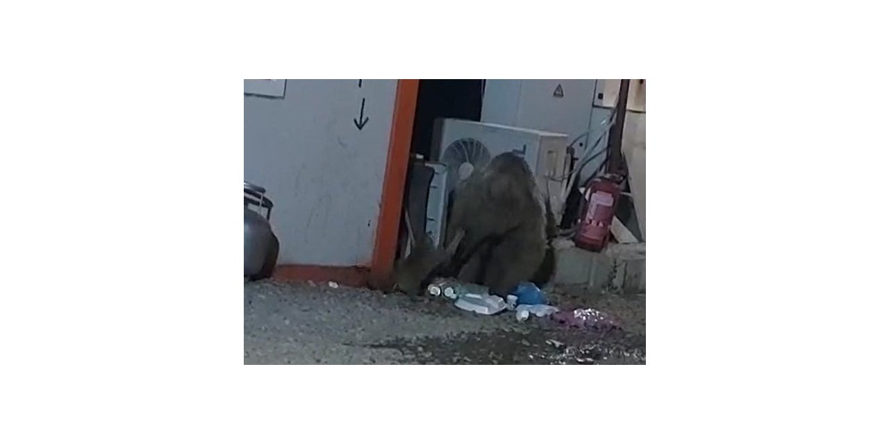 Kedinin ayıyla ekmek kavgası kameraya yansıdı