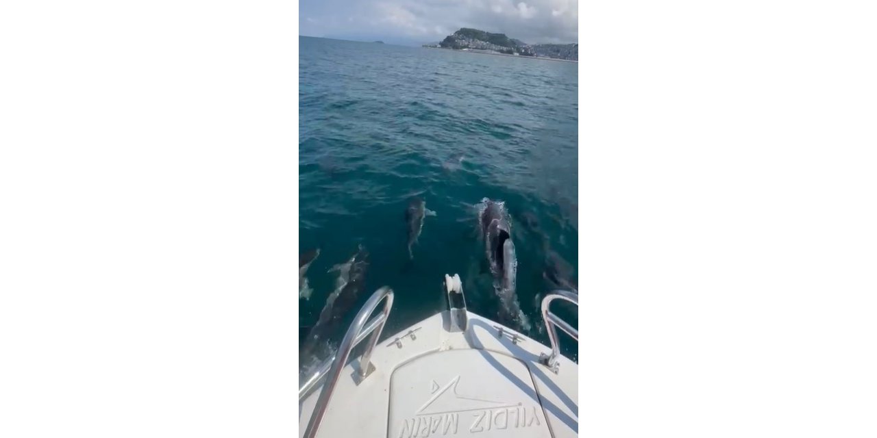 Yunuslar Giresun’da tekneyle böyle yarıştı