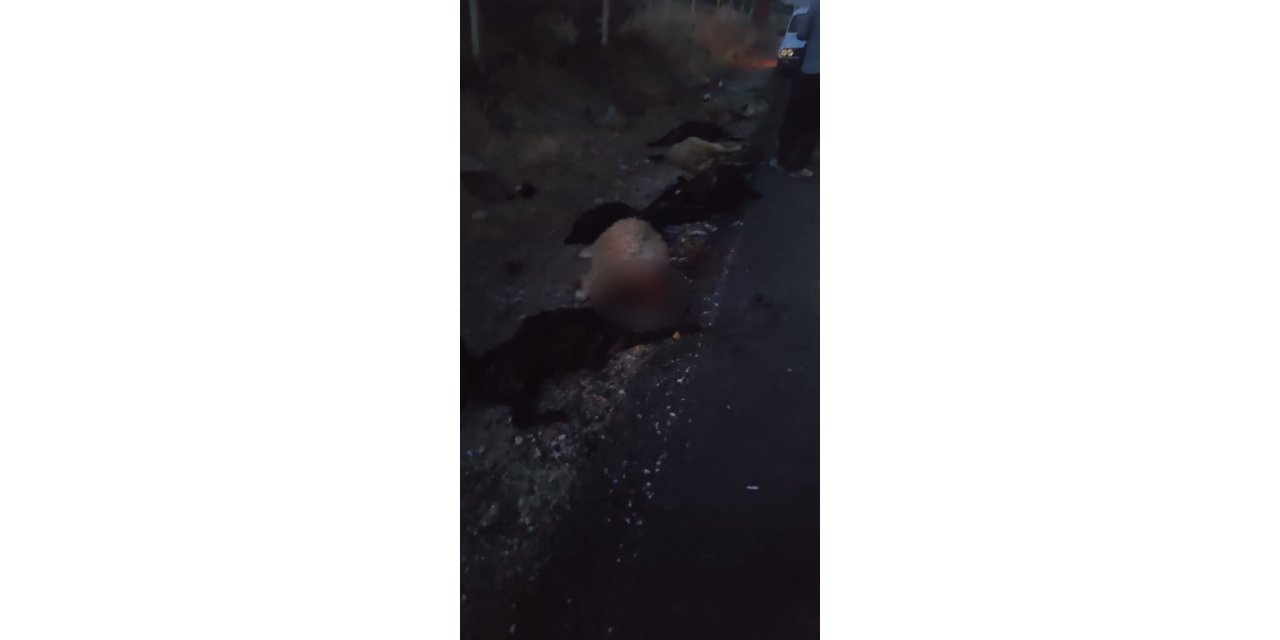 Kamyonet koyun sürüsünün arasına daldı, 25 hayvan telef oldu