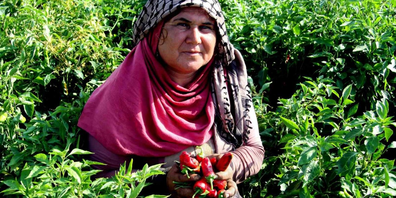 En acı hasat başladı