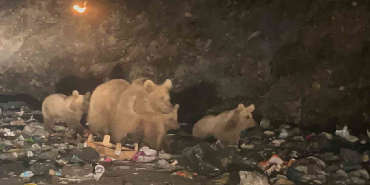 Sarıkamış’ta ayılar ’çöplük ayısı’ oldu