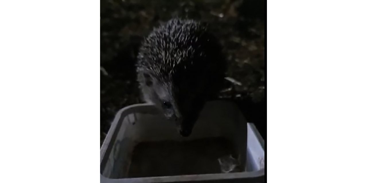 Yavru kirpi, su ihtiyacını gidermek için her gün evin bahçesine geliyor