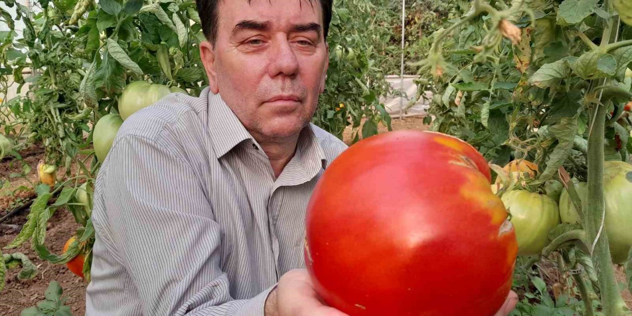 Bu yılın hedefi 1,8 kilogramlık domates