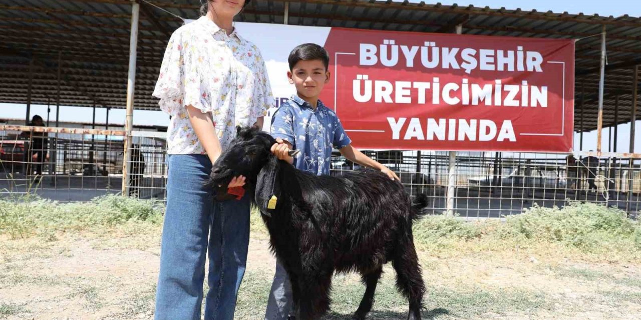 Denizli’de 489 üreticiye 978 adet damızlık koç ve teke hibe edildi