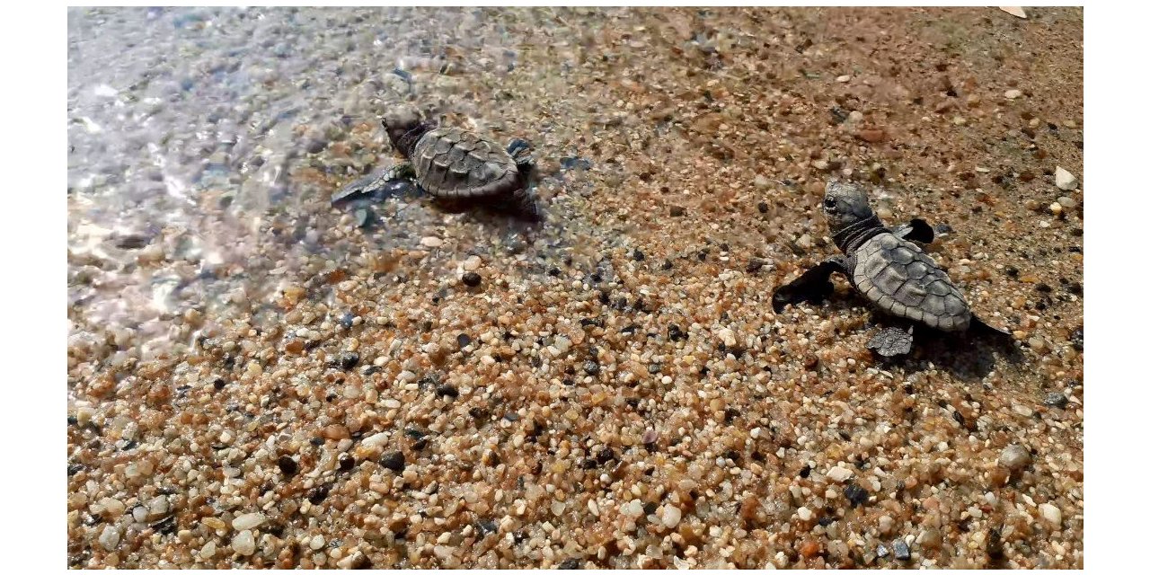 Kuşadası’nda 33 caretta caretta yavrusu denizle buluştu