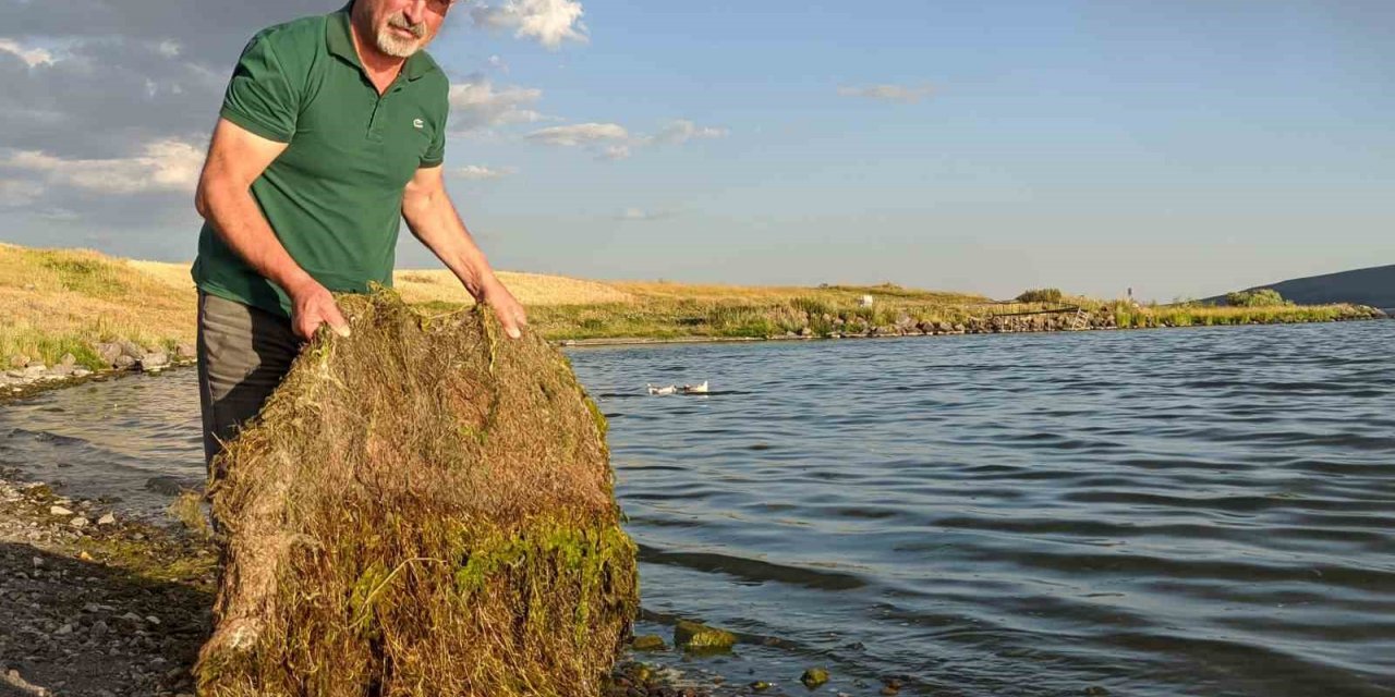 Çıldır Gölü yosun tuttu