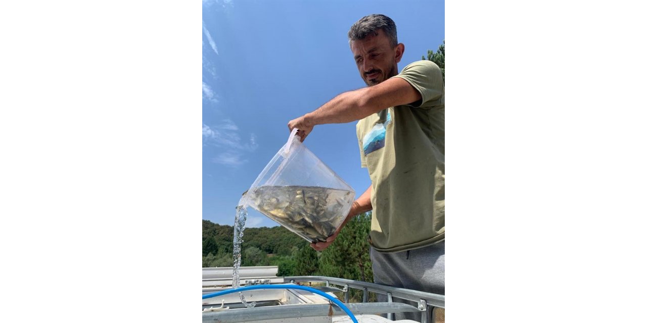 Bolu’dan Sakarya’ya 400 bin yavru pullu sazan balığı gönderildi