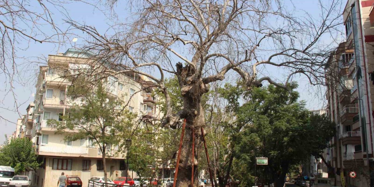 Asırlık çınarlar kurumaya başladı