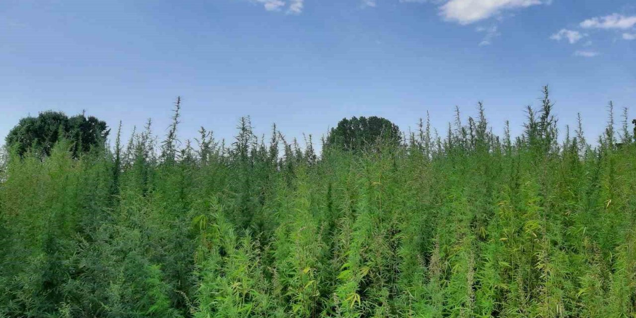 560 bin kök kenevir ele geçirildi