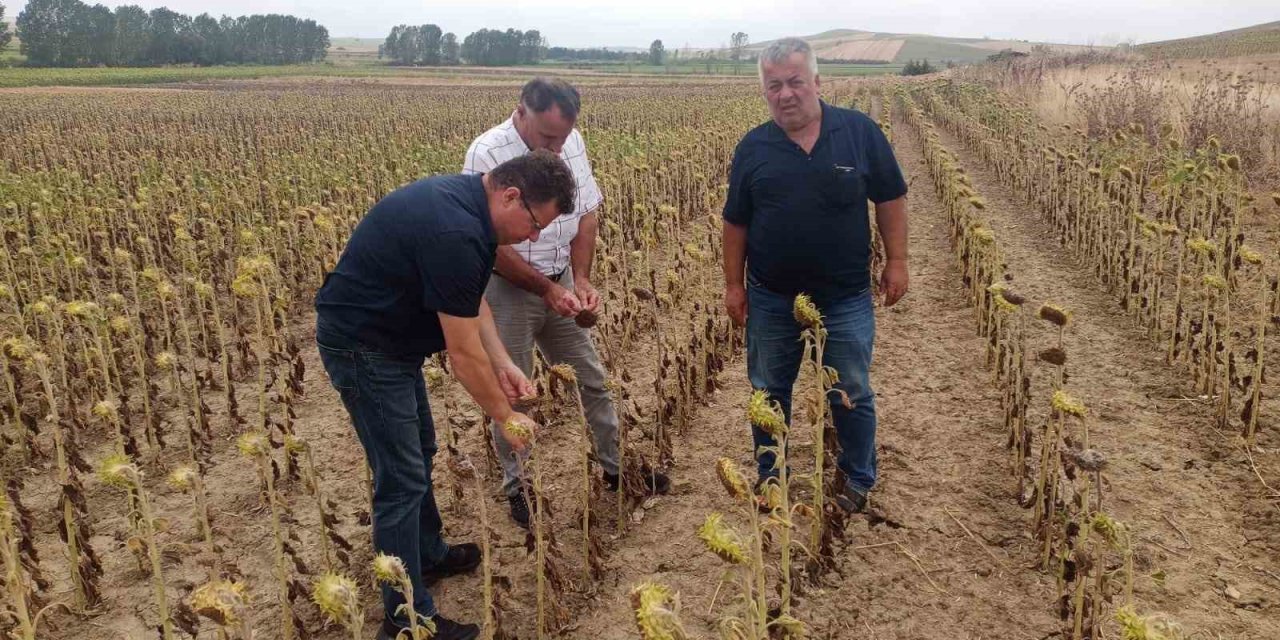 Verim kaybı ve rekolte düşüklüklerine yerinde tespit