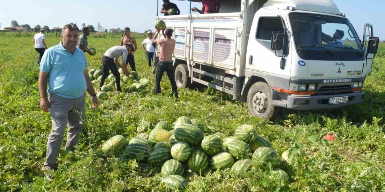 Bafra karpuzunda sona doğru