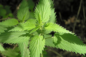 Isırgan otunun faydası kanıtlandı