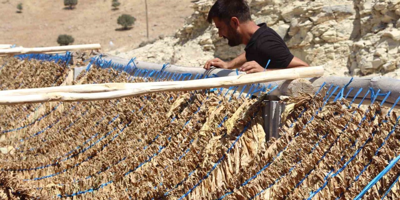 Mardin’de kavurucu sıcakta zorlu tütün mesaisi