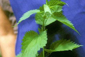 üllseri önleyip yaraları iyileştiriyor