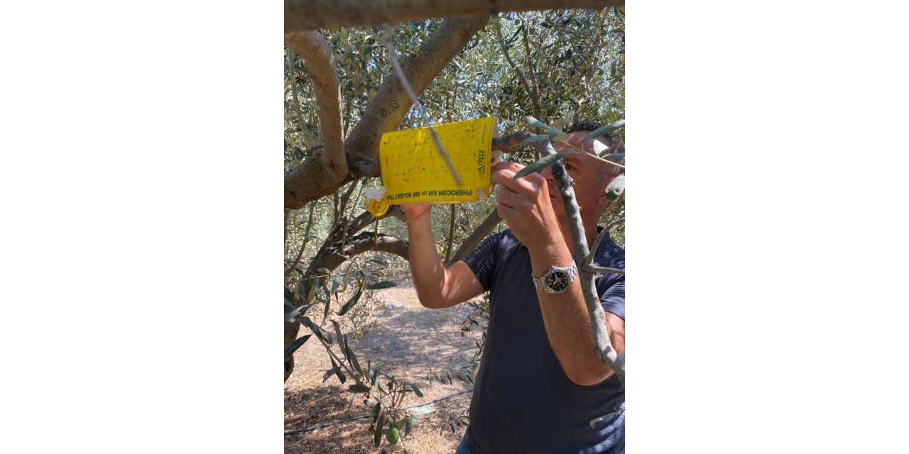 Zeytin bahçelerinde haftalık kontroller devam ediyor