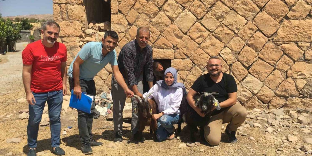 Siirt’te genç girişimci kadına 63 keçi verildi