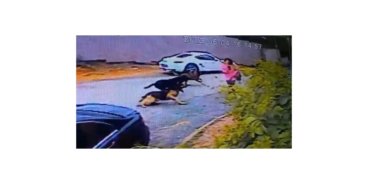 İstanbul’da dehşet anları kamerada: Kadınlar sokak köpeği saldırısına uğradı