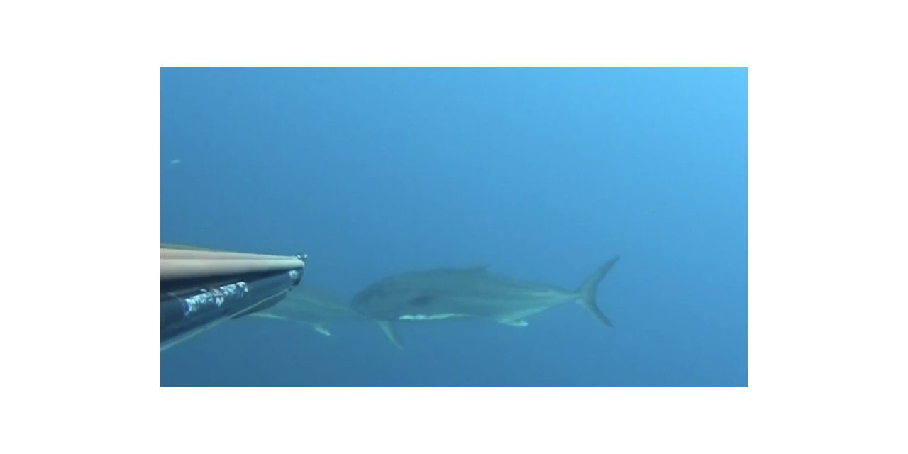 Saros Körfezi’nde zıpkınla 22 kiloluk akya avladı